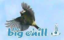 bigchill.jpg